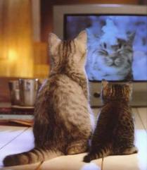 cats_viewing_tv