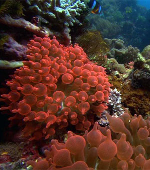 coral_reefs_underwater_Phar
