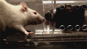 Neuroscientist Peggy Mason, Ph.D, U. of Chicago experiments with a trapped black rat and an albino rat, finding that the albino rat breaks through the color line to release the black rat from its entrapment. Mason finds this as proof of the existence of empathy as a primal instinct for all mammals.