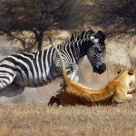 Zebra attacks a lion