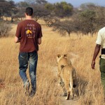 Lions walking with humans
