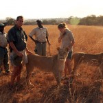 Zebra Attacks a Lion